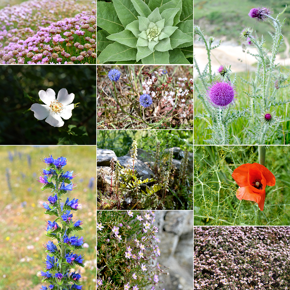 fleurs-belle-ile