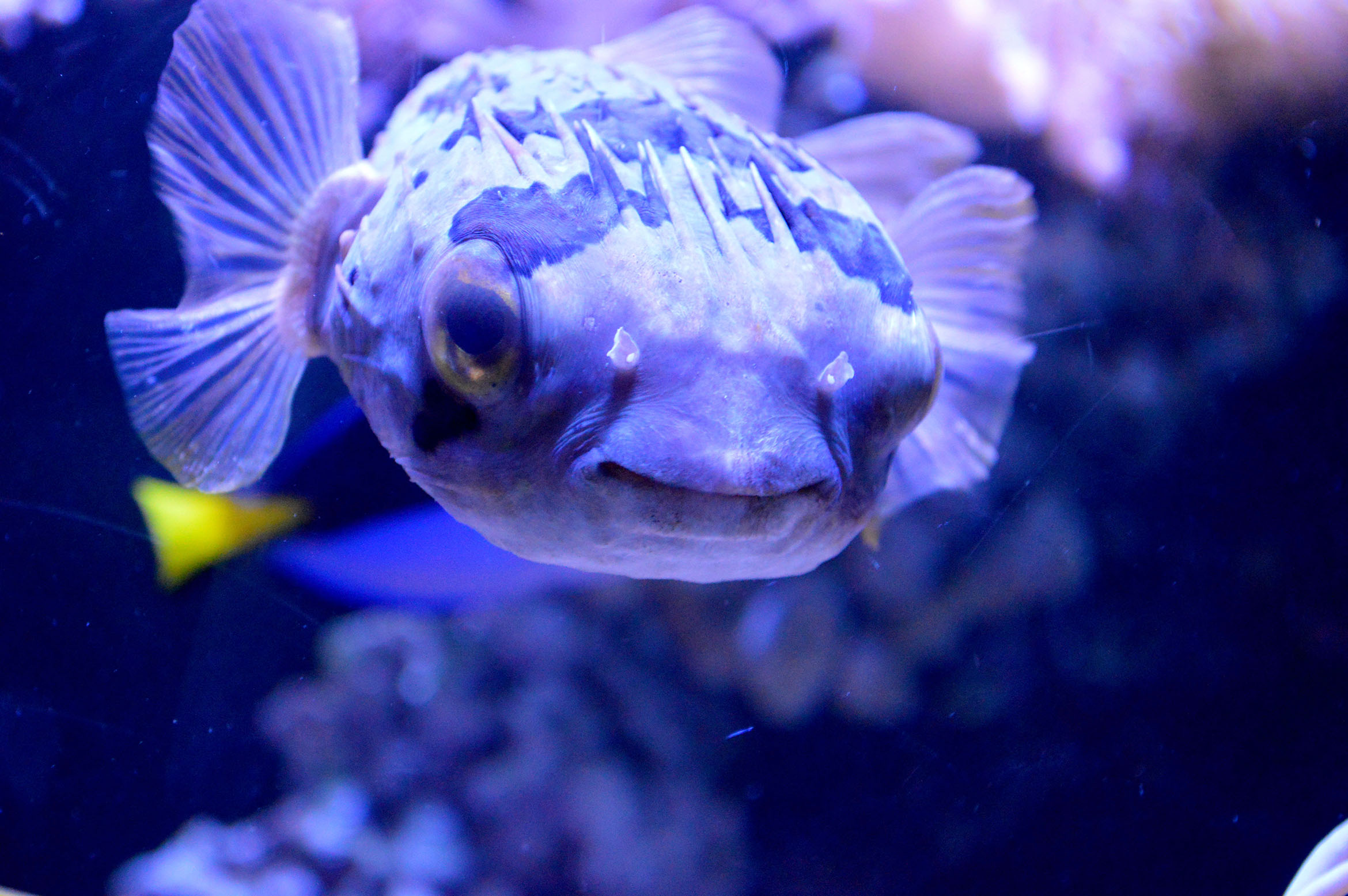Rencontres sauvages aquarium porte doree